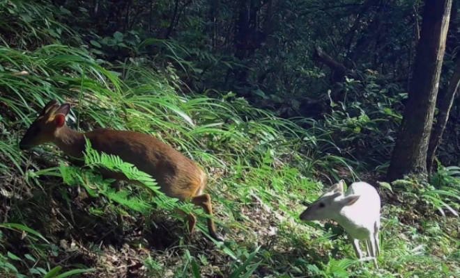 网络图片(侵删)