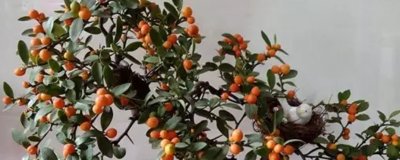 ​野生金豆生长在什么地方最多