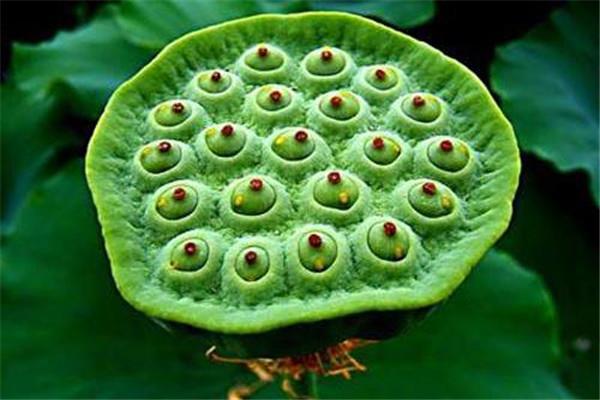 莲子可以直接吃吗 莲子直接吃的好处是什么