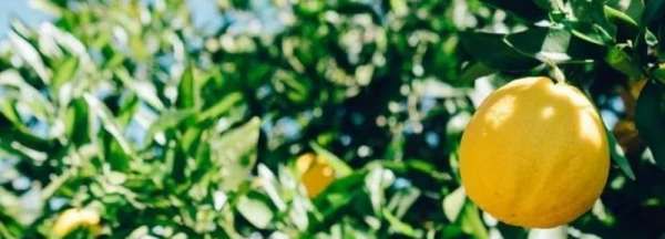 怎么判断冰糖柠檬坏了,如何判断柠檬坏了没有图1