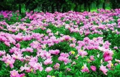 ​为什么买彩票(体育彩票中奖率)