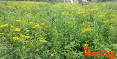 ​返魂草又叫什么名字？返魂草生长在什么地方？