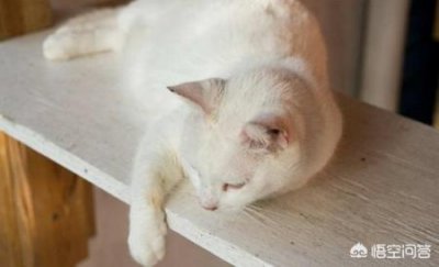 ​猫咪的胡须是一种特殊的感觉器官！关于猫咪胡子的5个小未解之谜