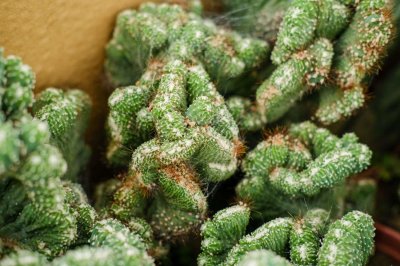 ​山影拳怎么繁殖