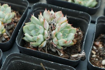 ​渣煤养多肉好吗