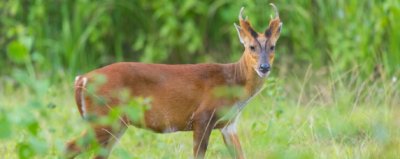 ​黄麂子属于几级保护动物