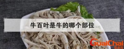 ​牛百叶是牛肚吗 牛百叶是牛胃吗
