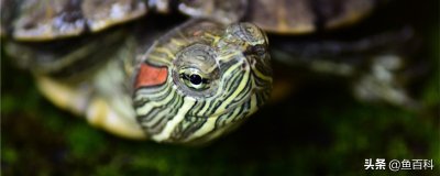 ​乌龟吃什么食物好养活（王八怎么样吃什么食物）