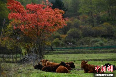 ​九寨沟位于哪个省(四川省九寨沟县中查沟深秋如画)