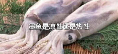 ​墨鱼是凉性还是热性（墨鱼是热性还是凉性的）