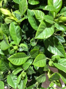 ​木本植物如何养根——以栀子花为例