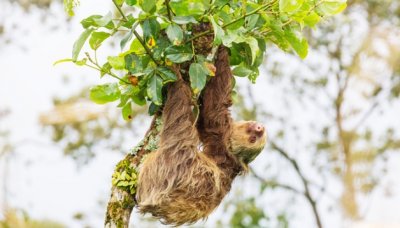 ​树懒是国家几级保护动物