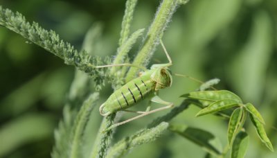 ​蟋蟀吃什么东西