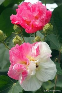 ​成都的市花是什么呢