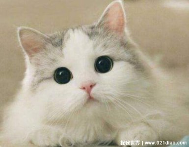 ​猫咪临死前有什么征兆 行走困难食欲下降