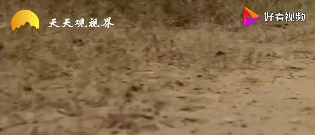 秦始皇修的秦直道，为啥两千年来都没长草专家知真相后不服不行