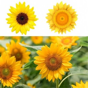 ​儿童画教程｜综合创意美术课程《我的自然笔记》