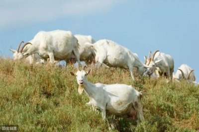 ​我国奶山羊发展前景分析！