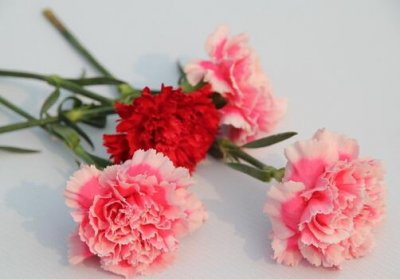 ​康乃馨的品种-康乃馨的介绍