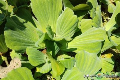 ​水芙蓉怎么养才好？