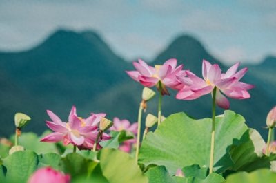 ​荷花什么季节开