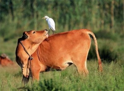 哪个生肖属相的老实人最多，一辈子勤勤恳恳，兢兢业业！