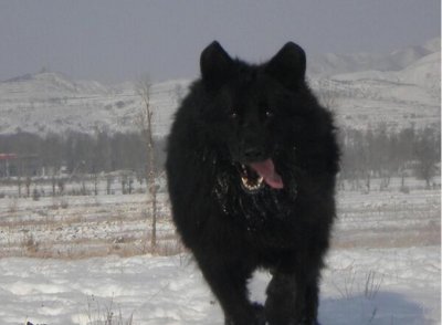 ​这种狗长得像极了黑熊，如今濒临灭绝比大熊猫还少