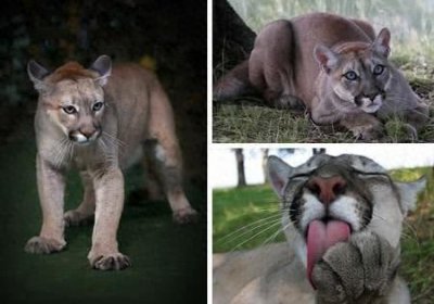 ​2011年——东部美洲狮灭绝