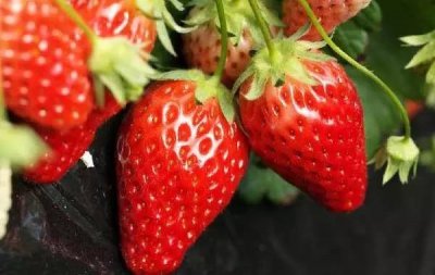 ​长春周边摘草莓地图大全，周末约起来