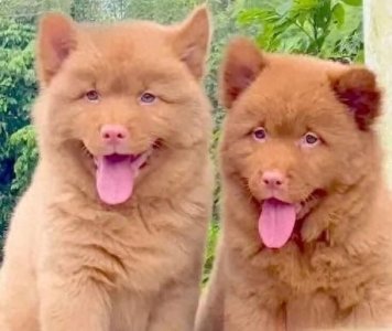 ​中国唐犬：从本土犬种到国际舞台的挑战与机遇