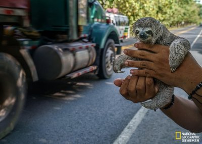 ​温顺的树懒是如何成为“明星宠物”的？