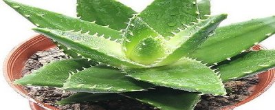 ​芦荟可以放卧室吗