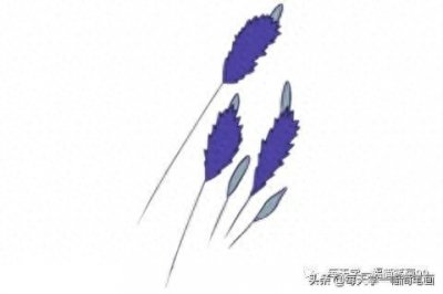 ​每天学一幅简笔画--薰衣草简笔画的画法步骤教程及图片大全