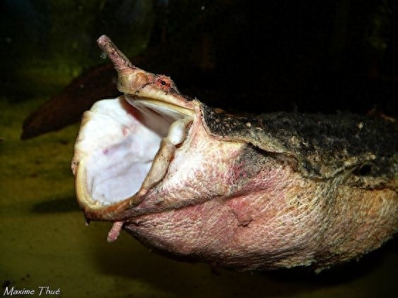 动物世界-枯叶龟