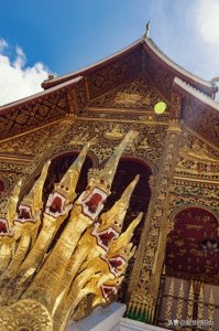 ​拥有九条命的香蛇