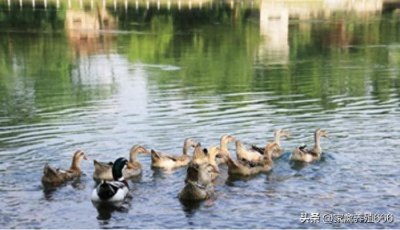 ​鸭安卡拉病毒是怎么回事 教你一招防治鸭安卡拉病毒