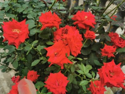 ​闲聊“粉丝”二字