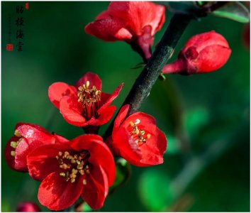​贴梗海棠，娇艳可人，古典雅致，气味芳香，重要的春季花木
