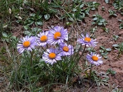 ​农村的一种“山白菜”，以前没人理睬，殊不知很珍贵，卖30元一斤