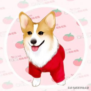 ​换个头像吧，可爱呆萌的宠物卡通头像，开心快乐多多