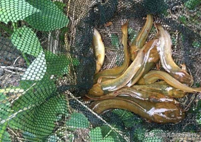 一条小小的塘角鱼，唤醒了我多年的回忆，更有说不完的童年趣事