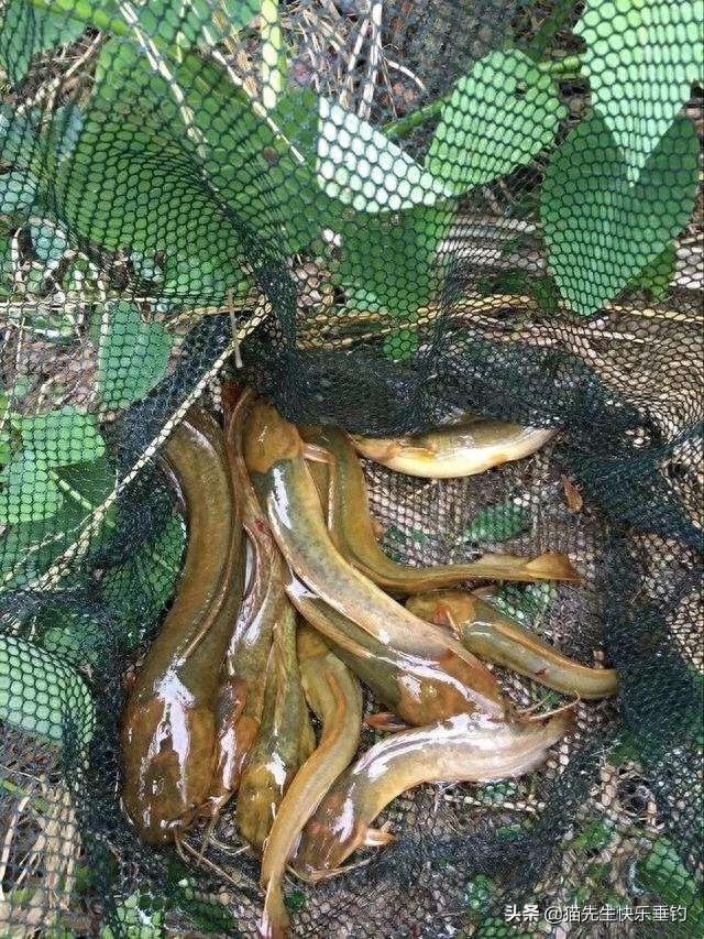 一条小小的塘角鱼，唤醒了我多年的回忆，更有说不完的童年趣事