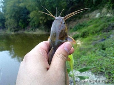 ​一条小小的塘角鱼，唤醒了我多年的回忆，更有说不完的童年趣事