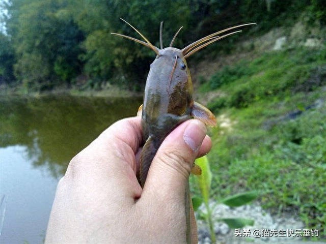 一条小小的塘角鱼，唤醒了我多年的回忆，更有说不完的童年趣事