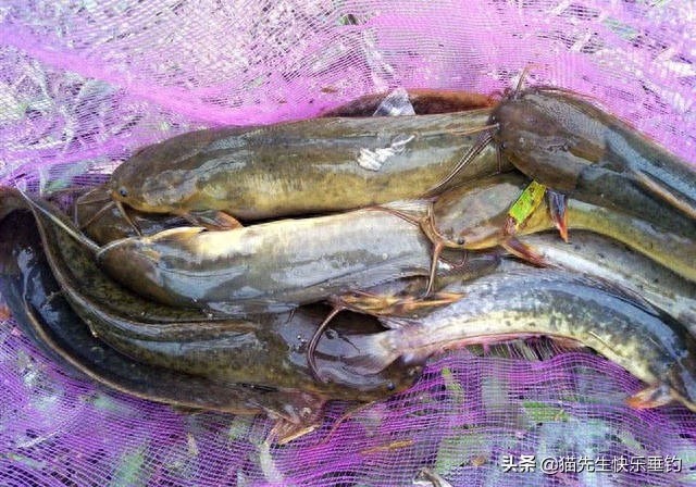 一条小小的塘角鱼，唤醒了我多年的回忆，更有说不完的童年趣事