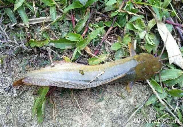 一条小小的塘角鱼，唤醒了我多年的回忆，更有说不完的童年趣事