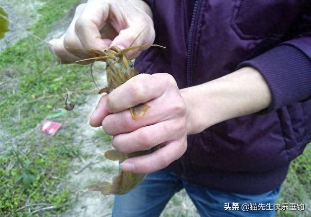 一条小小的塘角鱼，唤醒了我多年的回忆，更有说不完的童年趣事