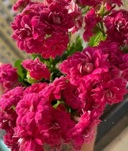 ​花友必看！长寿花总养不爆盆？掌握这几招，助长寿花疯狂爆盆！