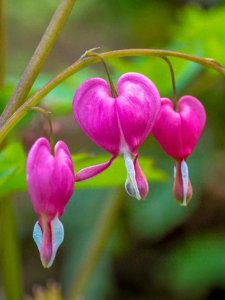 ​美图分享~荷包花：玲珑锦袋，绽放自然奇彩