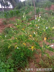 ​农村路边白花刺果的野茄子，十分常见，却少有人知道是致幻剧毒。